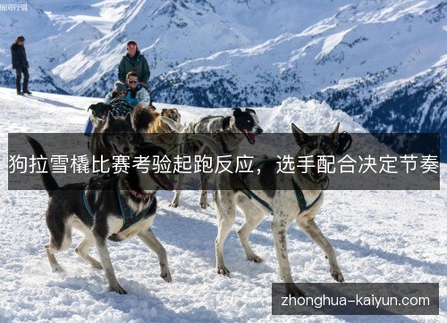 狗拉雪橇比赛考验起跑反应,选手配合决定节奏 狗拉雪橇比赛考验起跑反应,选手配合决定节奏